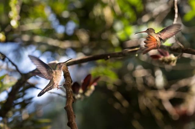 Private Tour to Mindo, with Chocolate and Coffee Tours