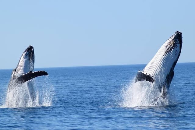Whale Watching from Augusta in Western Australia