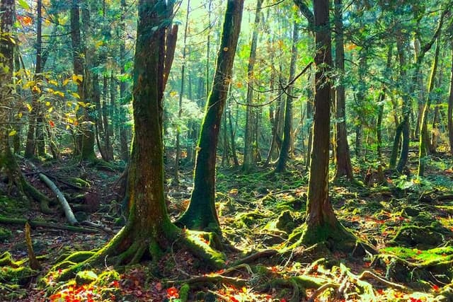 Explore Mt. Fuji Ice Cave in Aokigahara Forest
