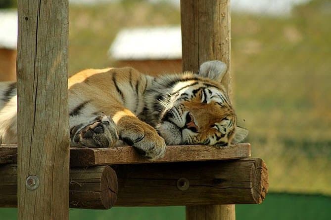 Best Rhino & Lion Park Safari Experience in Pretoria