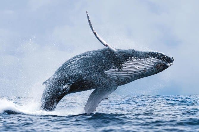 Compare Top Husavik Whale Watching Tours