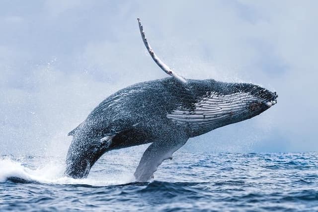 Whale Watching Tour with Professional Guide from Reykjavik