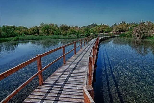 Shaumari Reserve and Azraq Wetland Private Full Day Tour from Amman