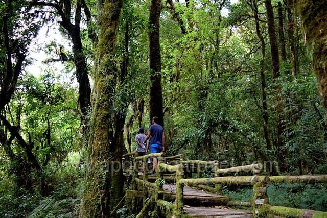 One day Doi Inthanon National Park & Trekking on Kew Mae Pan