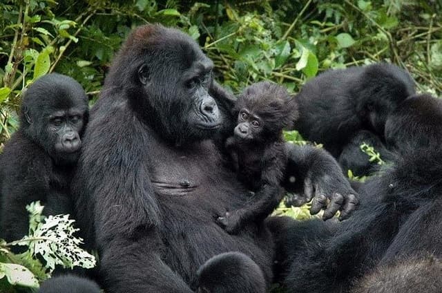 3 Days Gorilla trekking tour