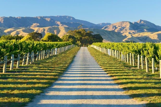 Best Picton Wine Tours & Tastings