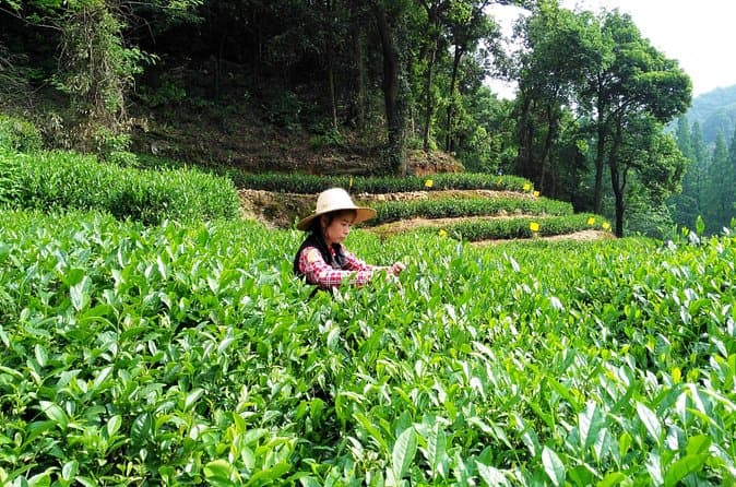 Compare Best Hangzhou Excursions