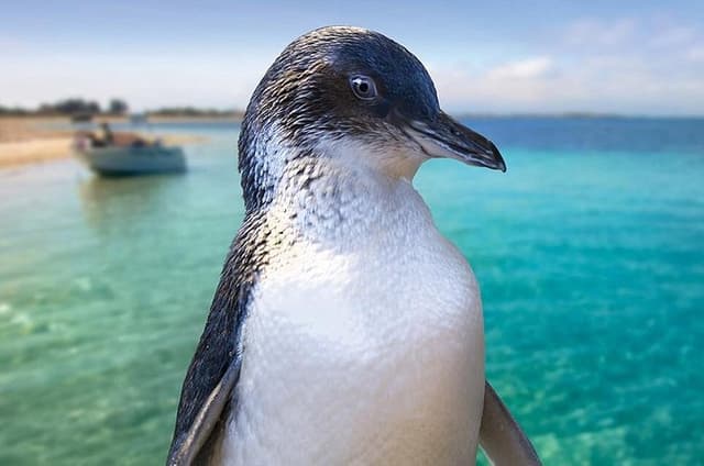 Full-Day Penguin Island & Fremantle Town