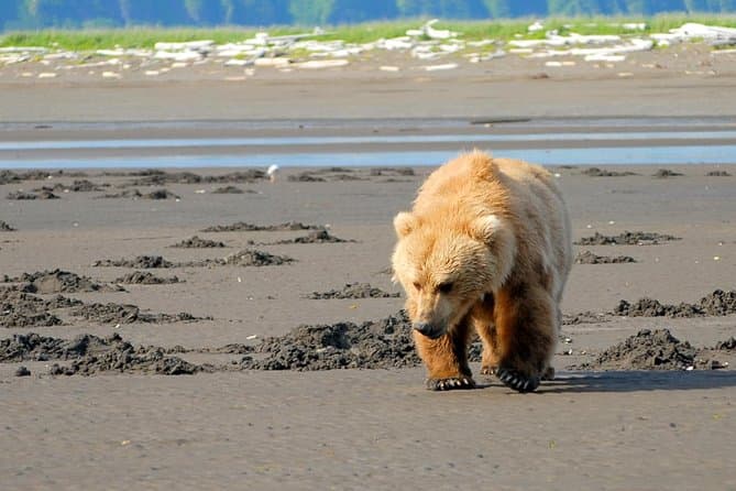 Compare Top Bear Tours Near Homer