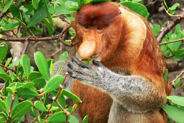 Bako National Park Tour – Wild Encounters in Sarawak’s Rainforest