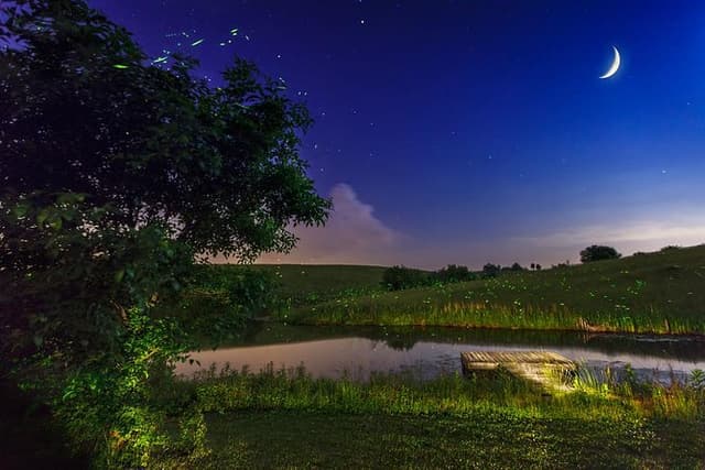 Private Bohol Evening Firefly Watching Cruise