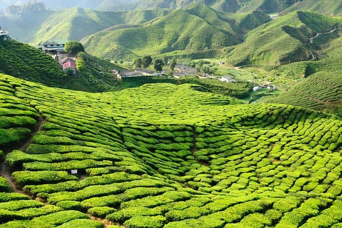 Ultimate Cameron Highlands, Ipoh & KL Private Adventure