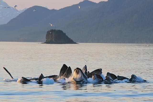 Ultimate Juneau Whale Watch