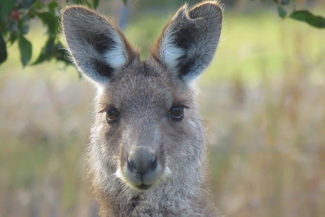 Experience the Best Wildlife Safari in Byron Bay