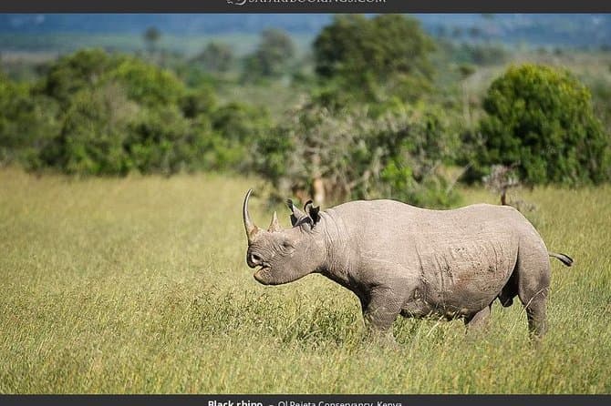 Ol Pejeta Conservancy Day Tour