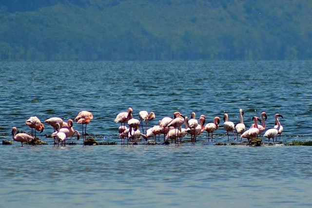 Day Tour To Lake Nakuru Park With Optional Boat Ride on Lake Naivasha