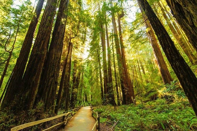 Best Golden Gate Bridge Tours & San Francisco Sightseeing