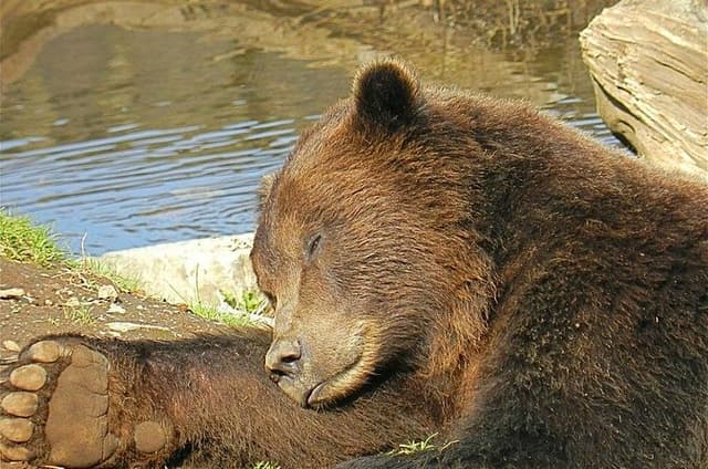 Sitka Sightseeing Tour including Fortress of the Bear and Totem Poles