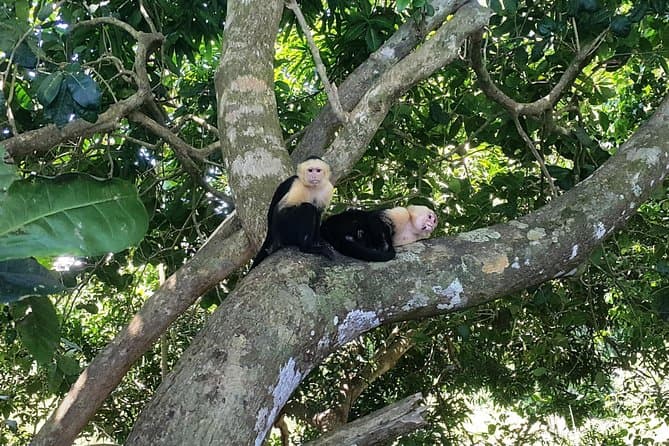 Manuel Antonio National Park Day Trip from San Jose