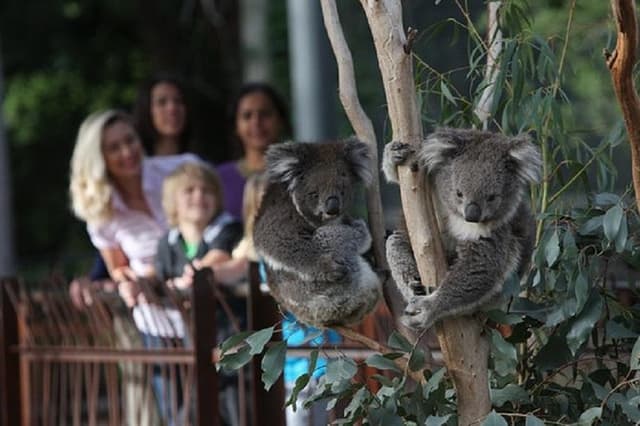 Australian Wildlife Tour at Melbourne Zoo Ticket - excl. entry
