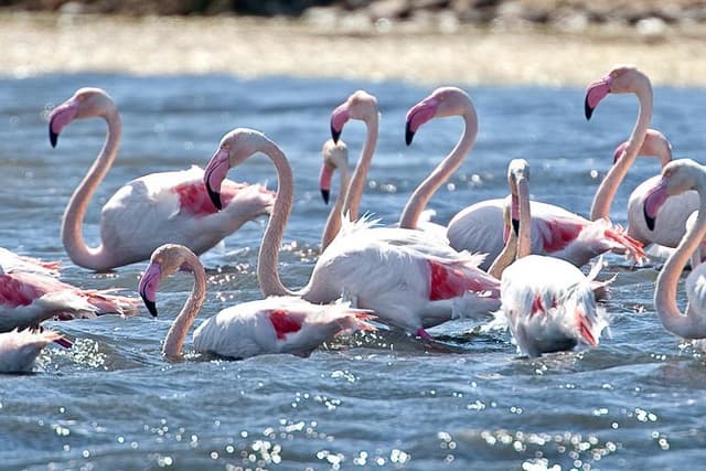 Cagliari E-Bike Tour: Gulf, Canals & Flamingos at Molentargius