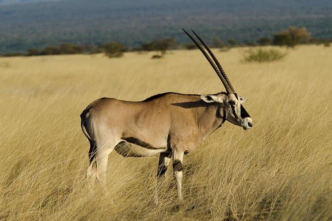 Best Awash National Park Safari & Wildlife Tours