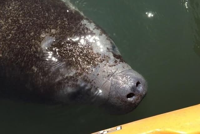 Manatee and Dolphin Kayak Tour - Wildlife Refuge (Titusville)