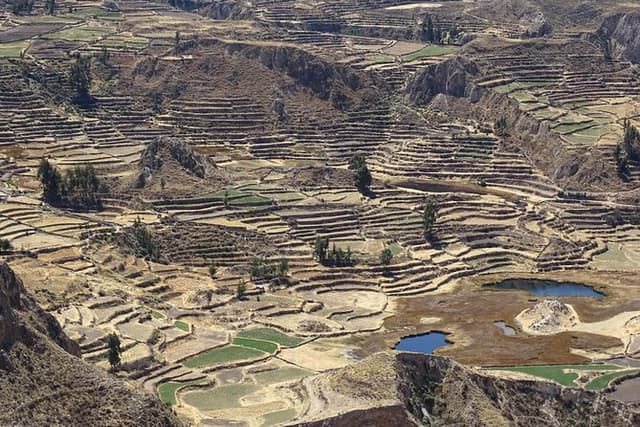 Private Colca Full-Day Tour from Arequipa
