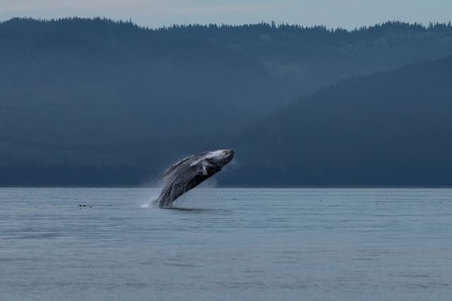 Hoonah Whale Tours in Icy Strait