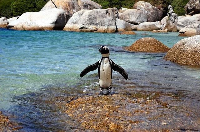 Cape Town: Cape Peninsula Private Tour Full Day
