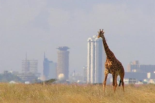 Day Tour Nairobi National Park