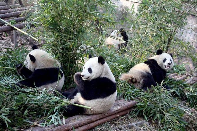Epic China Triple City Tour: Beijing, Xi'an & Shanghai