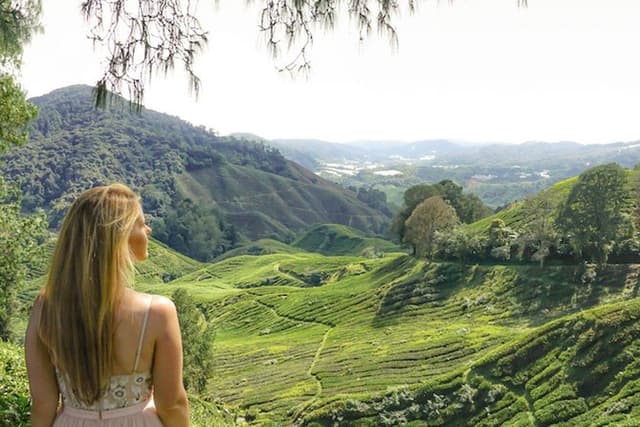 Explore Cameron Highlands: Full-Day Tour with Scenic Batu Caves