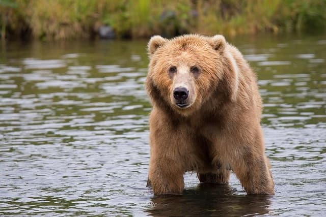 LiBEARty Brown Bear Sanctuary and The Real Dracula Tour
