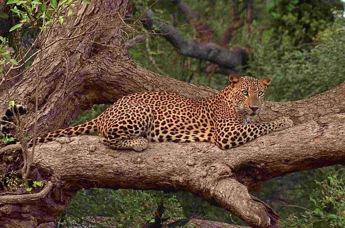 Compare Yala Leopard Tours from Hambantota