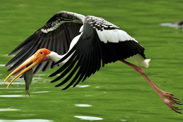 Guided Keoladeo Bird National Park Tour in Bharatpur from Jaipur
