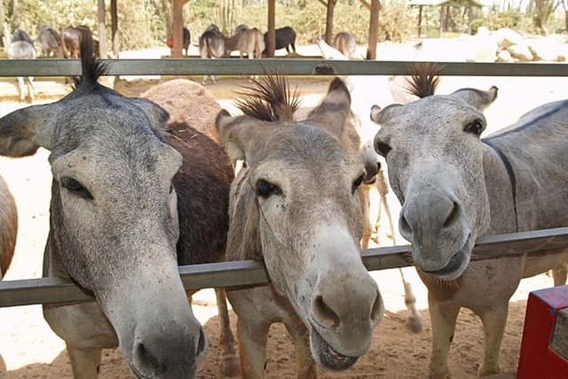Half-Day Aruba Animal Sanctuary Guided Tour