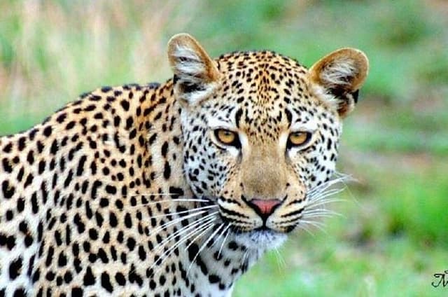 One Night Leopard Tour of Kruger National Park from Nelspruit