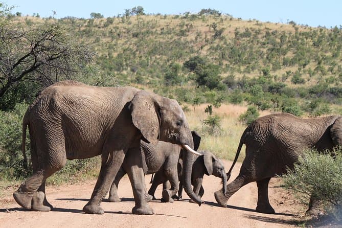 Best Pilanesberg Big Five Safari Tours from Johannesburg
