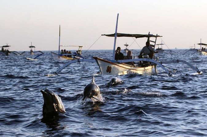 Lovina Dolphin Sunrise Tours Near Seminyak
