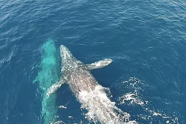 Whale Watching Excursion in Dana Point