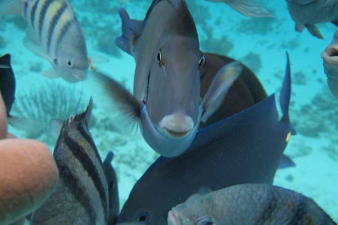 Unforgettable Stingray City Snorkeling Adventures