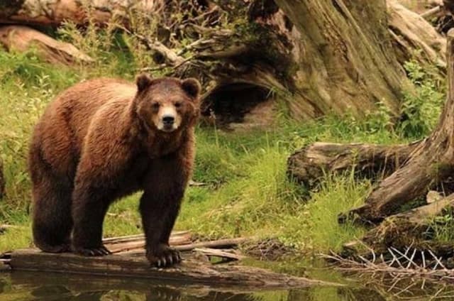 Sitka Up Close: Bears, Eagles & Totem Forest (Small Group)