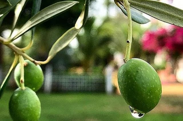 Olive Oil Tasting and Culinary Day Trip in Carmona