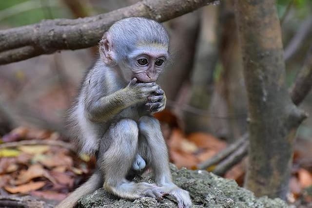 Barbados Small-Group Monkey Feeding Experience