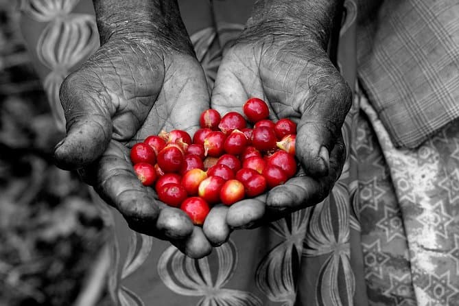 Best Rwanda Tea Plantation Tour & Kigali Tea Experiences
