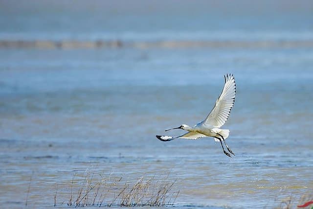 Bird Watching Tour at Nanji Hill Poyang Lake Nature Reserve From Nanchang