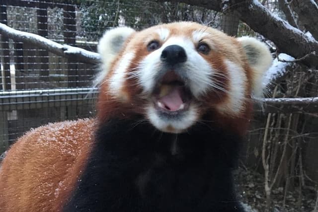 Skip the Line: Miller Park Zoo General Admission Ticket