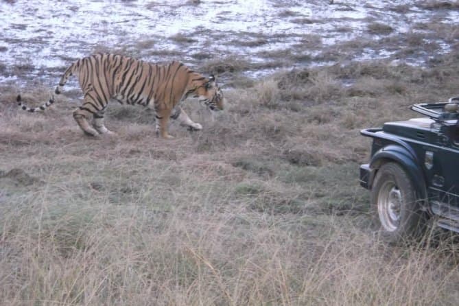 See Tigers at Ranthambore—Safari Tour from Jaipur
