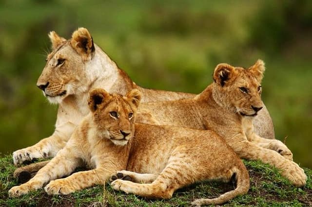 Nairobi National Park, Giraffe Center & Karen Blixen Museum